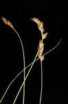 Clustered field sedge